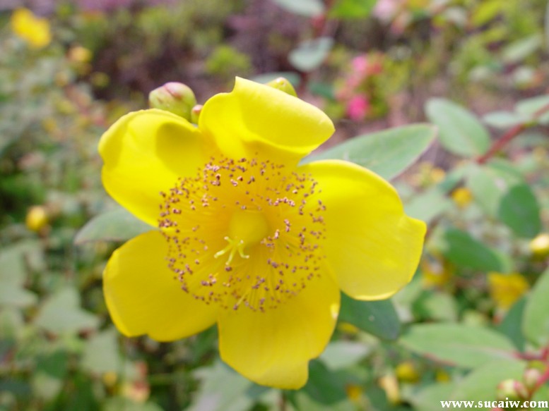 小葉梔子花,懸鈴木,紅王子錦帶,十大功勞,劍麻,絲蘭,薔微