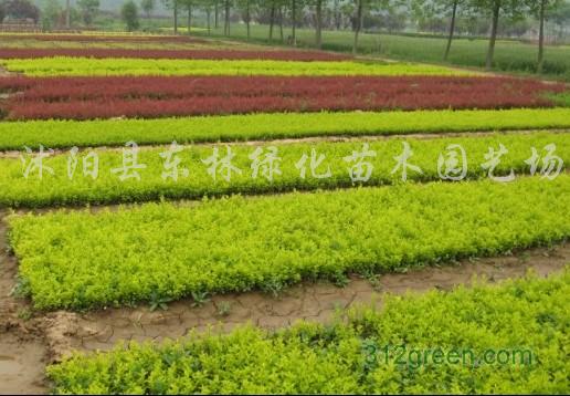 迎春小苗、小葉女貞小苗、小葉水蠟苗,連翹小苗.金絲梅小苗