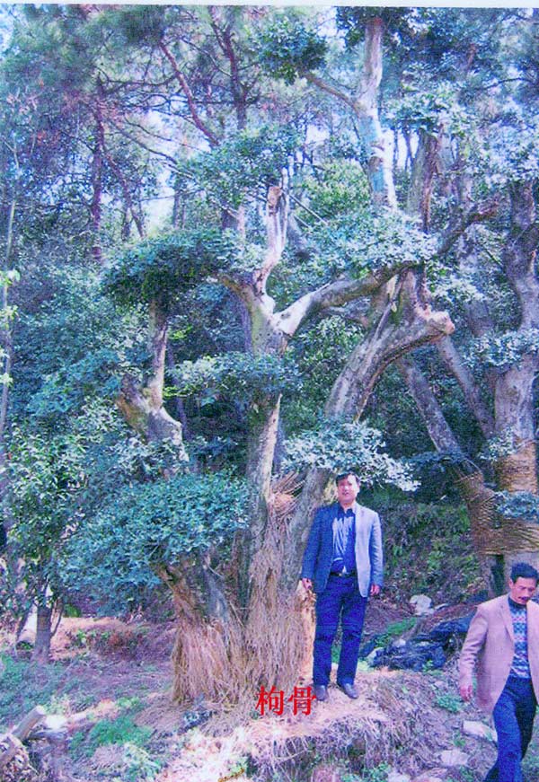 枸骨