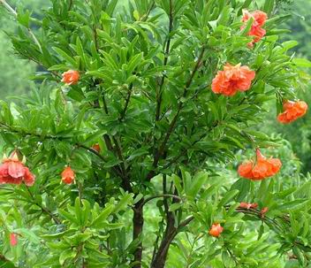 花石榴