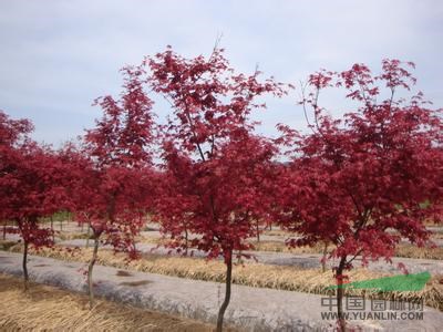 西府海棠,垂絲海棠,木瓜海棠,貼梗海棠,梅花,紅梅,珍珠梅