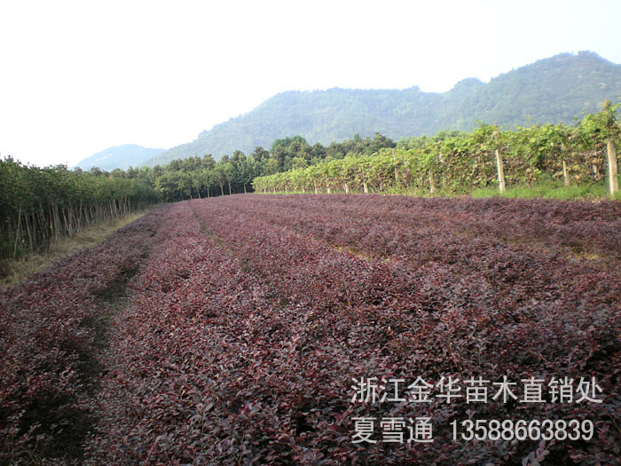 馬尼拉草皮