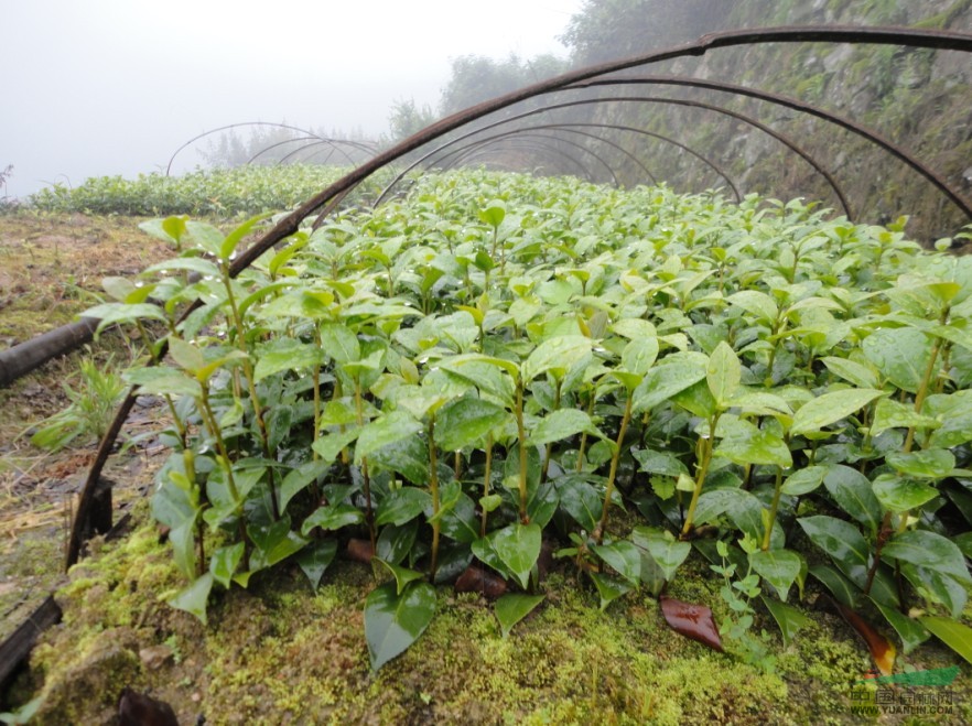 茶花小苗