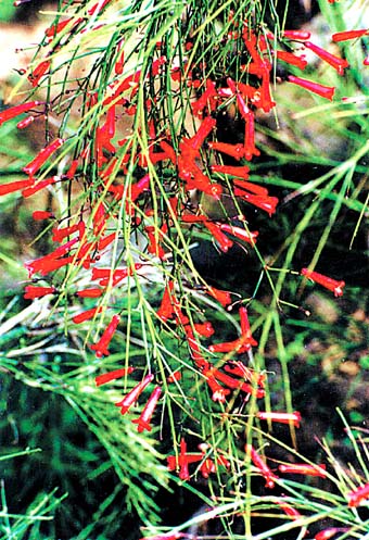 紫葉醡漿草,紅花醡漿草,蛇莓,白花蔥蘭,紅花蔥蘭