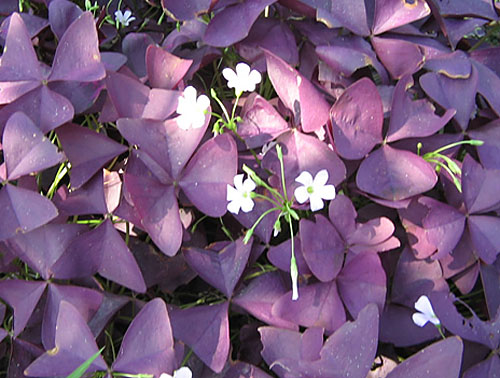 紫葉醡漿草,紅花醡漿草,蛇莓,白花蔥蘭,紅花蔥蘭