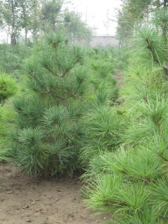 華山松