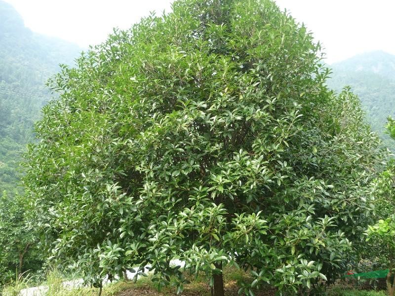 皂角等大規(guī)格綠化苗木