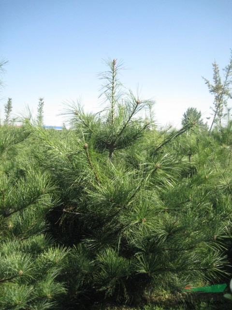 華山松