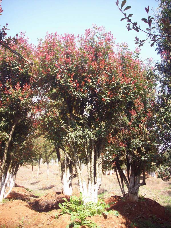 大量優(yōu)質(zhì)紅葉石楠