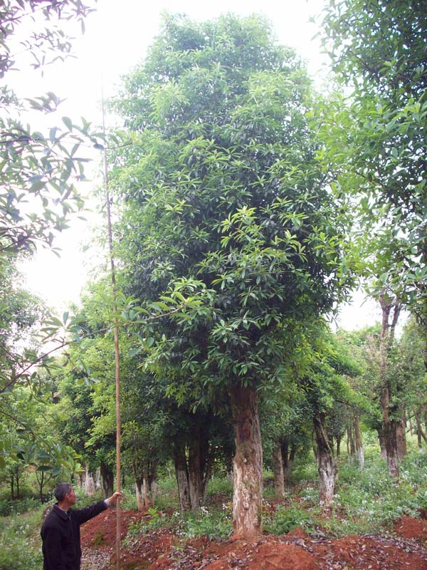 各種規(guī)格原生石楠