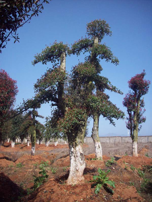 大量?jī)?yōu)質(zhì)造型石楠