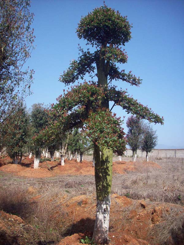 大量?jī)?yōu)質(zhì)造型石楠