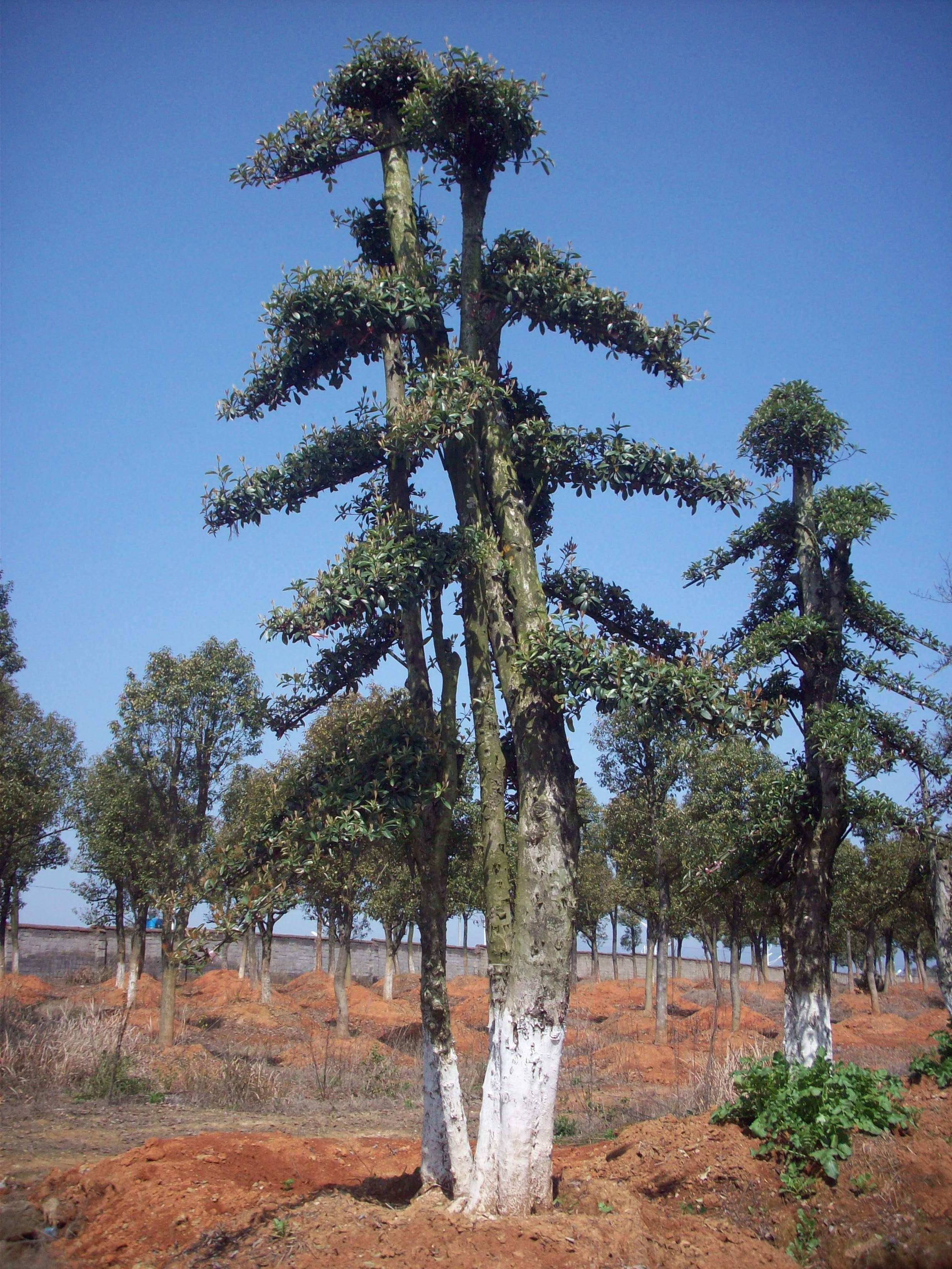 大量造型石楠