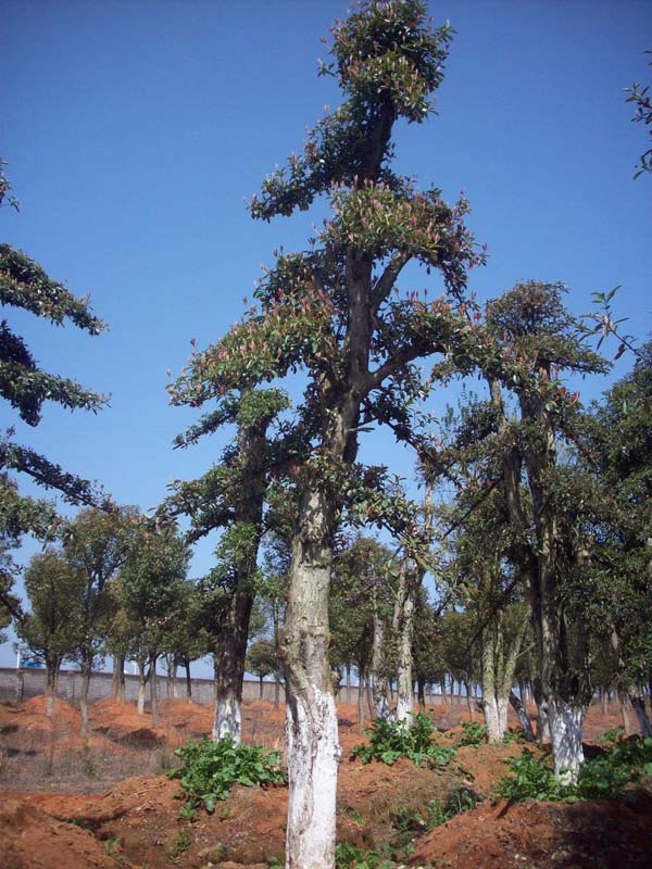 大量造型石楠