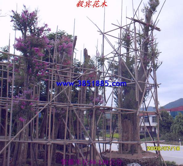 紫薇66公分