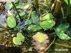 蝦類食物伊樂藻,眼子菜,絲葉眼子菜