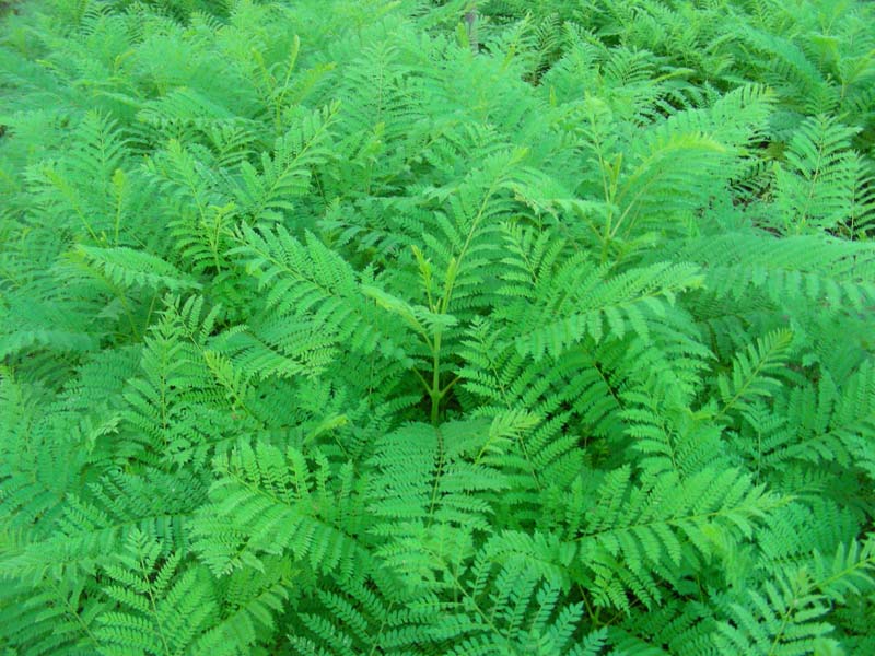 藍花楹小苗