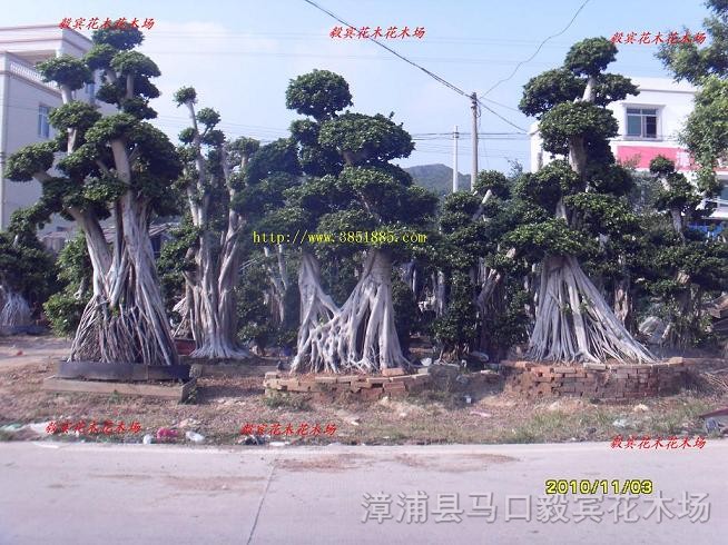 小葉榕米徑8-20公分