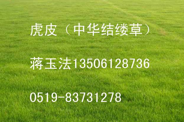 虎皮(中華結縷草)草坪/草皮