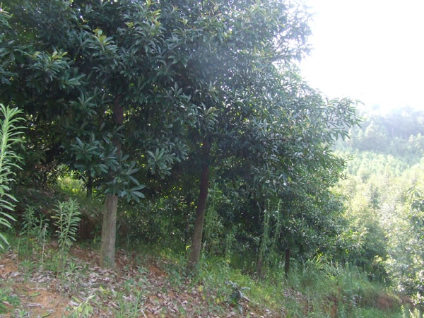 20公分以上紅花木蓮