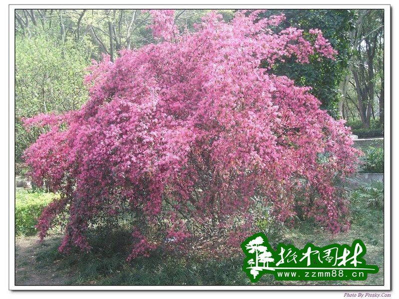 紫薇(百日紅)