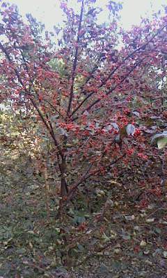 常年紅玉蘭.白玉蘭.黃玉蘭.二橋玉蘭.辛夷