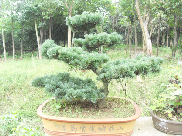 五針松