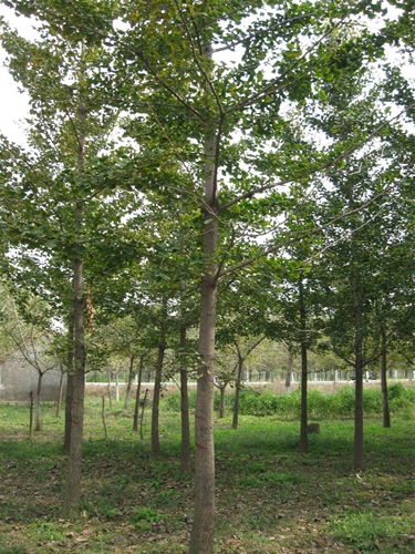 10-15cm銀杏樹(shù)
