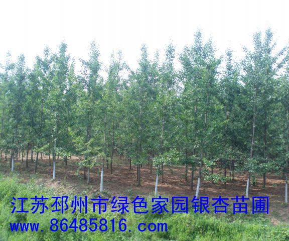 12公分的實(shí)生銀杏