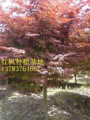 紅葉李價(jià)，紅花繼木價(jià)格，紅瑞木價(jià)格，紅花榨醬草價(jià)格，紅楓價(jià)格