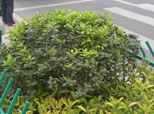 無刺枸骨