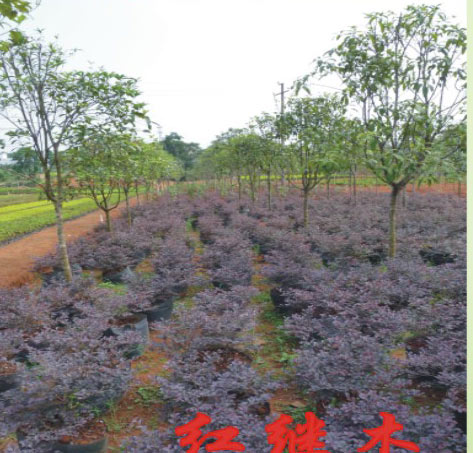 紅花繼木