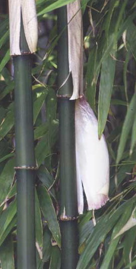 羅漢竹、方竹、猴竹