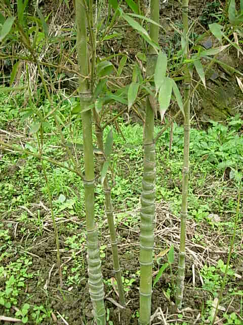 羅漢竹、方竹、猴竹