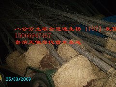 供應(yīng)白蠟、惠民白蠟種植基地，濱州白蠟價格