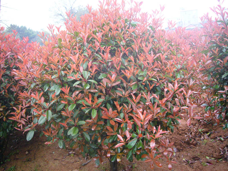 紅葉石楠