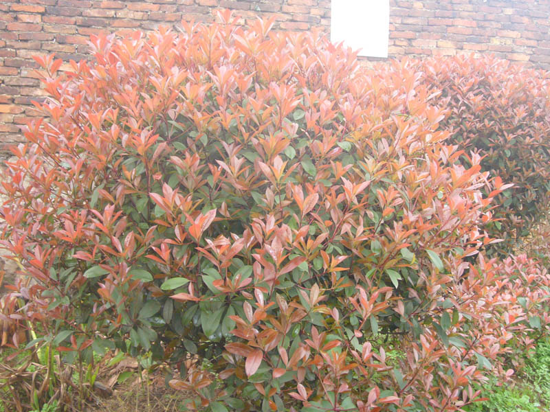 紅葉石楠