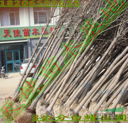 供應(yīng)白蠟、惠民白蠟種植基地，濱州白蠟價格