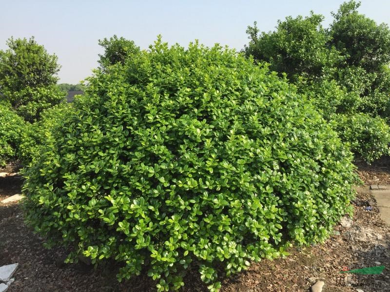 大量無(wú)刺枸骨