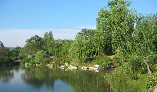 水生植物