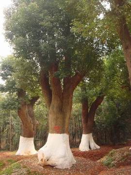 8cm--100cm移栽或原生香樟