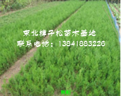 出售側(cè)柏一年生小苗