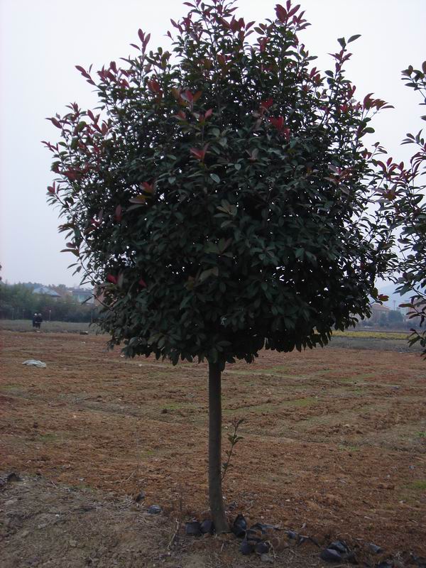 紅葉石楠單桿球