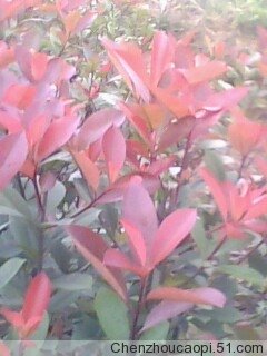 麥東草,紅葉石楠，紅桎木球，