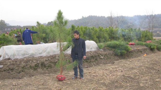 木荷濕地松榿木馬尾松楓香紅豆杉濕地松容器苗杉樹