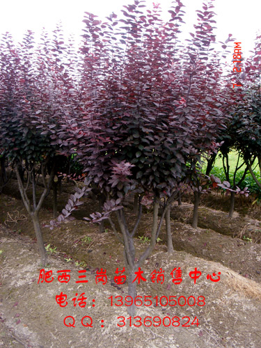 紅葉李、桂花、國槐