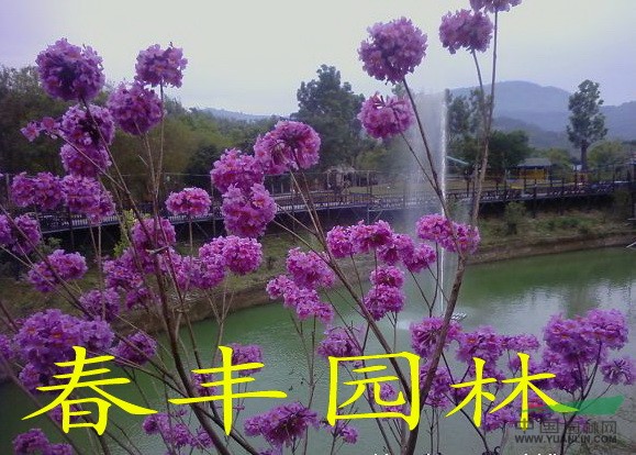紫花风铃木苗