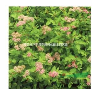 江蘇供應繡線菊 粉花繡線菊 紫花繡線菊金山繡線菊、金焰繡線菊