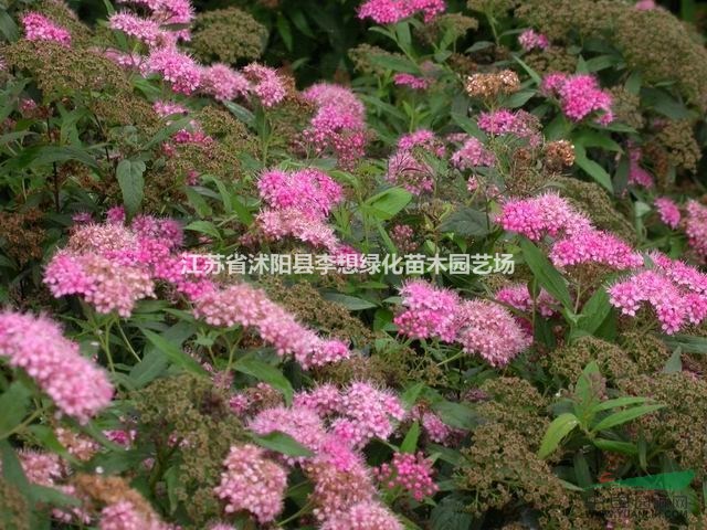 江蘇供應繡線菊 粉花繡線菊 紫花繡線菊金山繡線菊、金焰繡線菊