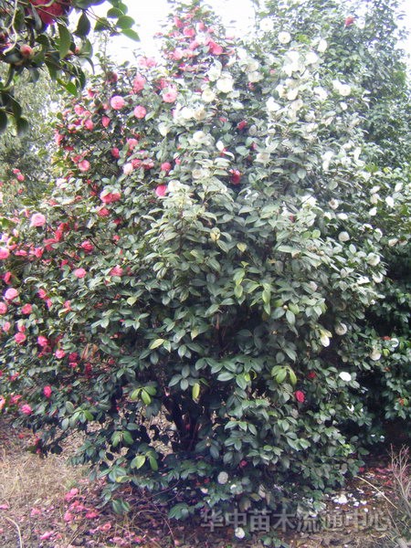 茶花，茶梅，油茶苗